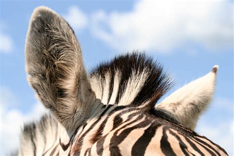 Free photo: Zebra Ears - Animal, Image, Macro - Free Download - Jooinn