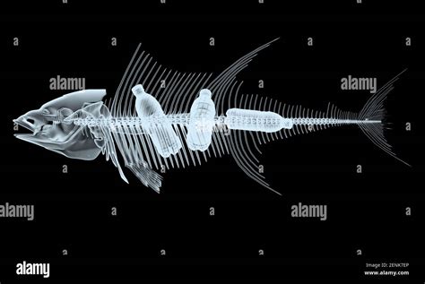 Xray fish hi-res stock photography and images - Alamy