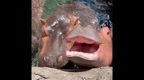 Fritz the Hippo Treated to Watermelon on 1st Birthday at Cincinnati Zoo - YouTube