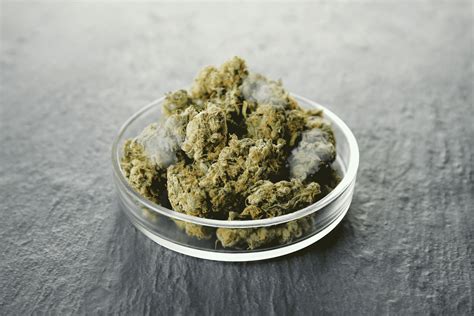 What Does Weed Mold Look Like? - Cannabis 101 | Leafy Mate