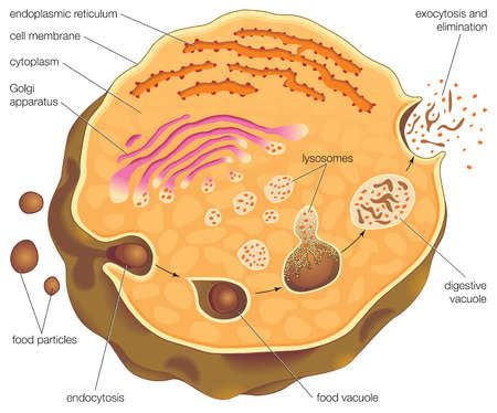 Stock Illustration - Diagram illustrating intracellular digestion and ...