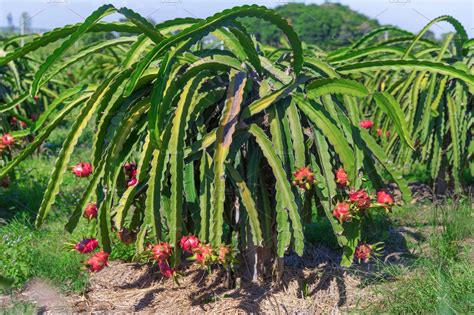 Dragon fruit or pitaya plantation in thailand featuring dragon, fruit, and | Food Images ...