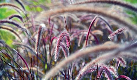 Deer-Resistant Ornamental Grasses