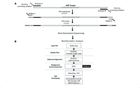 | Schematic representation of the genotyping strategy. (A ...