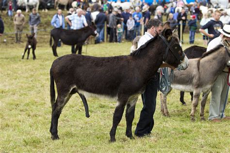 Stallion donkey scores in Spancilhill | This donkey stallion… | Flickr