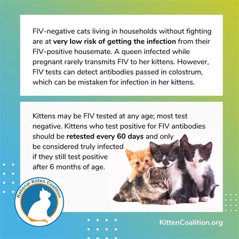 Understanding Feline Immunodeficiency Virus (FIV): Transmission and ...