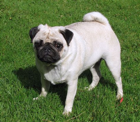 File:2.5-year-old fawn male pug.jpg - Wikimedia Commons