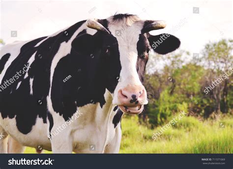 Holstein Steer On Rural Farm Representing Stock Photo 711571069 ...