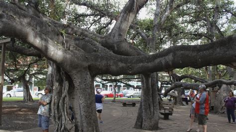 Maui fires damage historic banyan tree and Lahaina landmarks