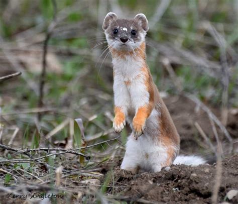 Long Tailed Weasel | Focusing on Wildlife