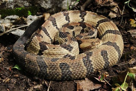 Timber Rattlesnake (Crotalus horridus) | Beautiful snakes, Reptiles and amphibians, Snake venom