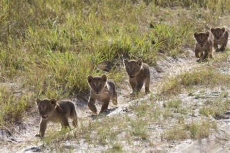 Cecil The Lion’s Grandkids Spotted On Sweetest Family Outing - The Dodo