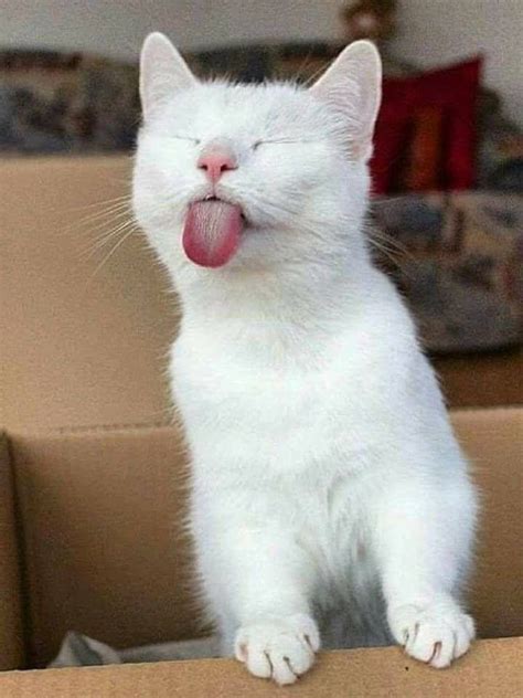 1051 best ️ Cats - Cat Tongues “Tongue out Tuesday" images on Pinterest ...