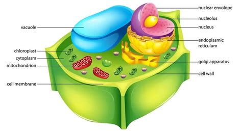 Free Printable Plant and Animal Cells Worksheets