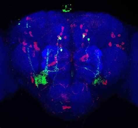 Cells in Fly Brains Responsible For Regulating Protein Levels ...