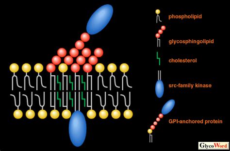 Glycolipid