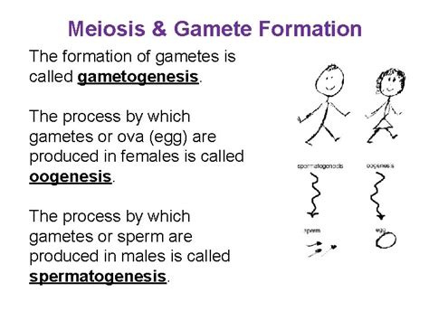 Meiosis Gamete Formation The formation of gametes is