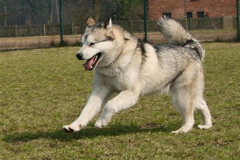 Alaskan Malamute Dog Facts and Photos | The Wildlife