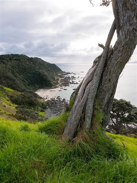 Walking the Mangawhai Cliffs Walkway – Northland, New Zealand | Out There Kiwi