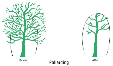 Some Pruning Terminology - Climbers Way Tree Care