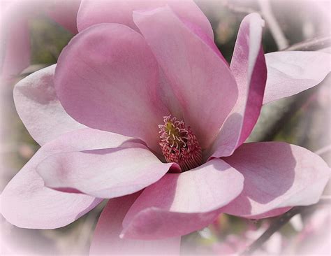 Pink Magnolia Photograph by Dora Sofia Caputo