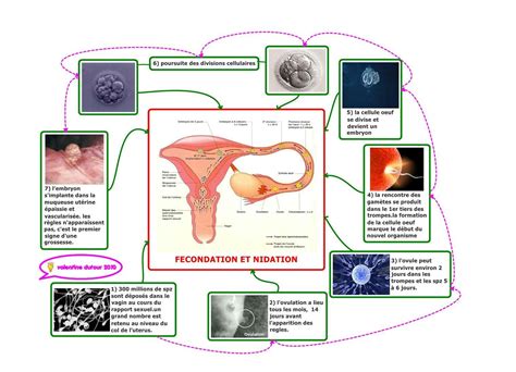 La reproduction : fécondation et nidation (4ème) | Nidation, Carte ...