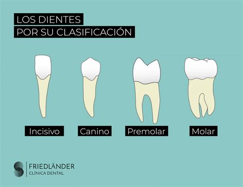 Nombre de los dientes, número y función: Clínica Friedländer