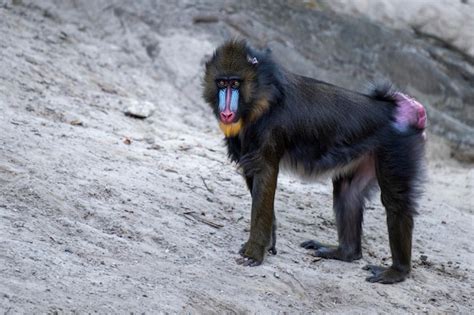 Premium Photo | Mandrill walks on the sand monkey walks on the sand ...