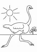 Funny Ostrich Running coloring Page  Download Print Or Color Online sketch template