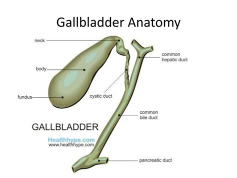 PPT - Liver and Gallbladder PowerPoint Presentation, free download - ID:1949362