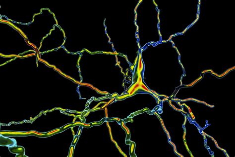 Dopamine: Role, Related Conditions, and Treatments