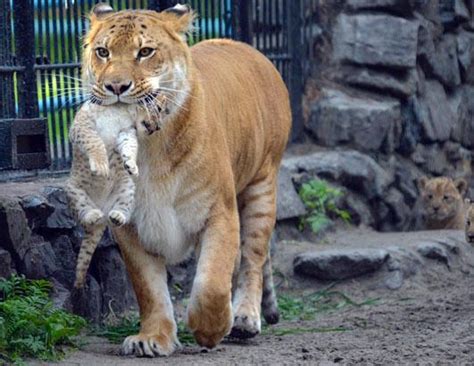 Adorable Liger Cubs Make Their Debut Picture | Liger Cubs Make Their Debut - ABC News