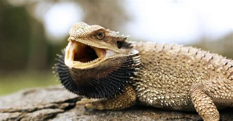 Bearded Dragon Teeth: Everything You Need to Know - A-Z Animals