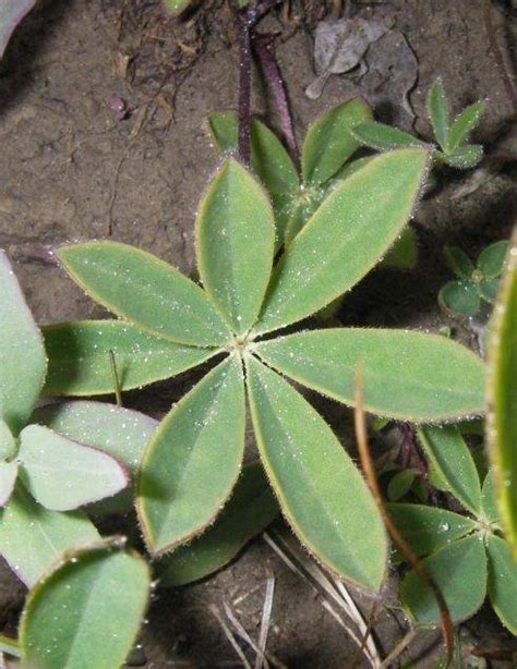 Arctic Lupine - ITEX-AON understanding tundra ecosystem change - Grand Valley State University