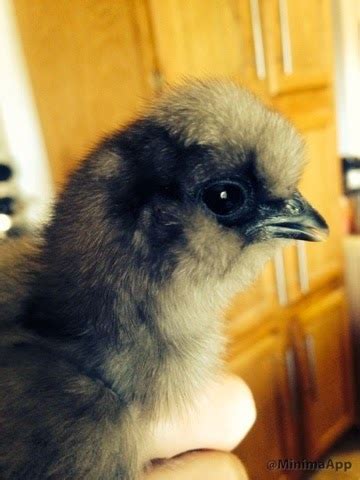 Silkie Chicken Breeds