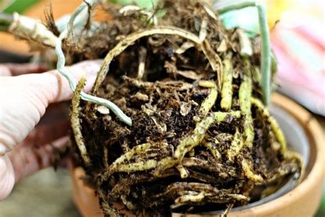 Repotting Orchids and Basic Care - It's Easier Than You Think ...