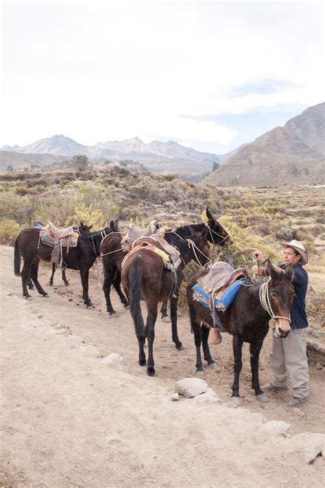 What's your mule? Trekking Colca Canyon in Peru. • Choosing Figs