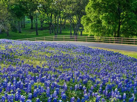 Texas Bluebonnets Wallpapers - Wallpaper Cave