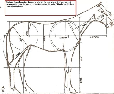 Horse proportions | Horse drawings, Animal drawings, Horse sketch