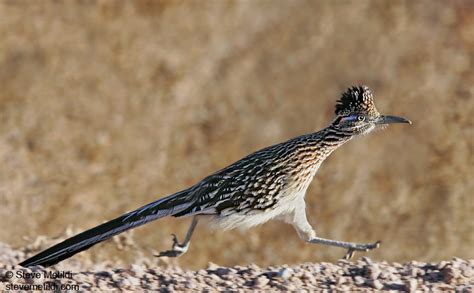 5 Interesting Facts About Greater Roadrunners | Hayden's Animal Facts