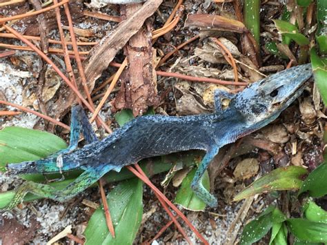 Do Dead Green Anoles Turn Blue? – Anole Annals