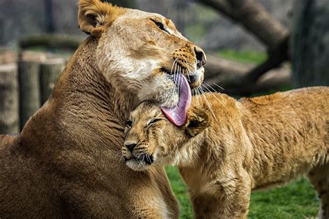 Lion Mother Licking Her Cub Photograph by Ron Pate - Fine Art America