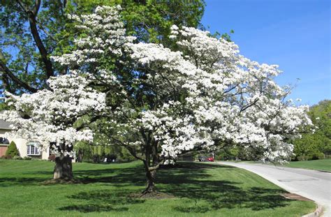 Blooming Dogwood Trees