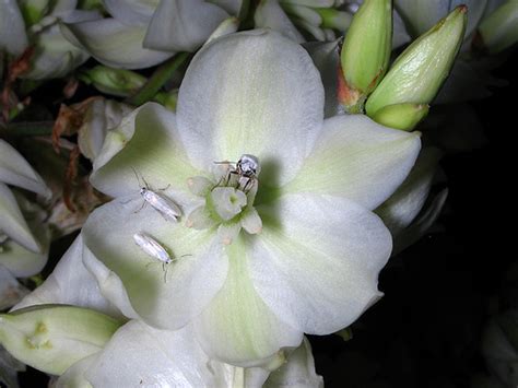 #PlantoftheMonth: Yucca | McClung Museum of Natural History & Culture