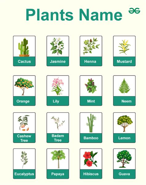 50+ Plants Names in English: List of Common Plants