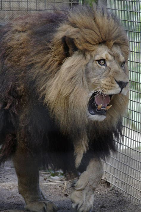 Barbary Lion | Barbary lion » Port Lympne Wild Animal Park Gallery | BIG CATS (2) | Pinterest ...