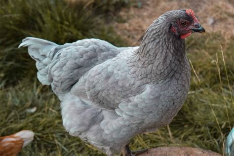 Jersey Giant Hen vs. Rooster: What Are the Differences? - A-Z Animals