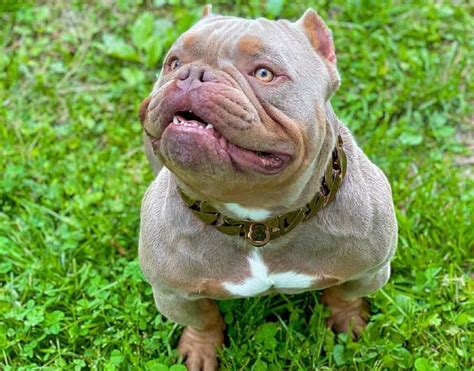 What is an Exotic Bully, and Where Do I Get One of These Bully Puppies? - K9 Web