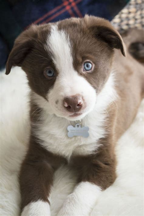 Red, Blue Eyed, Border Collie, Puppy,Dog. | Puppies, Fur babies, Sweet dogs