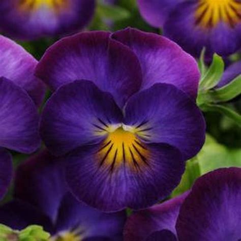 Viola Halo Violet - 5" Pot (Perennial) in 2021 | Violet flower, Violet plant, Purple flowers